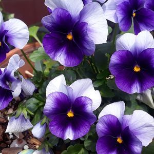 Meet your Posher, Mimi